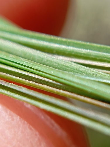 Poa labillardierei (common tussock grass) (alternate view 5)