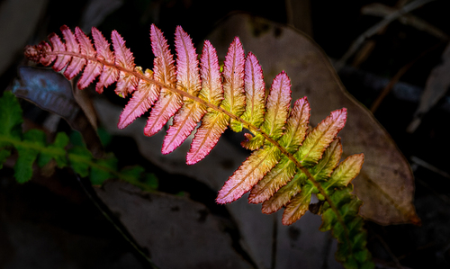 Doodia aspera (Prickly Rasp fern)