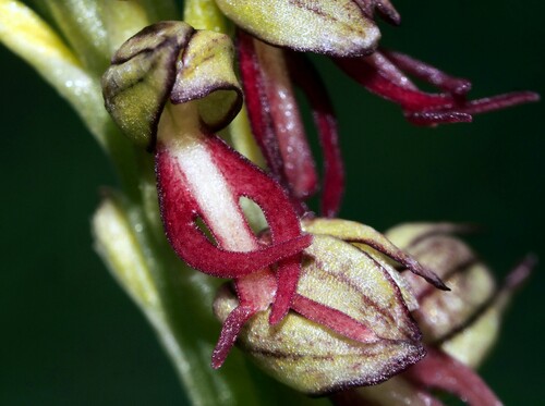 Orchis anthropophora (Man Orchid) (alternate view 5)