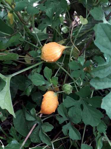 Momordica charantia (Bitter Melon) (alternate view 2)