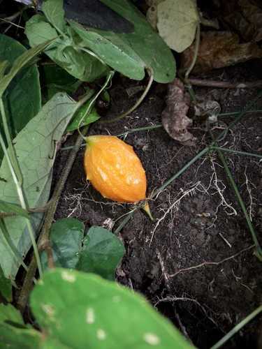 Momordica charantia (Bitter Melon) (alternate view 3)