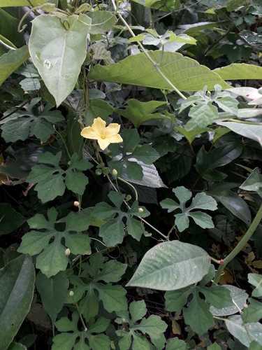 Momordica charantia (Bitter Melon) (alternate view 4)