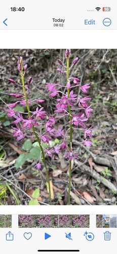 Dipodium punctatum (Blotched Hyacinth-Orchid) (alternate view 6)