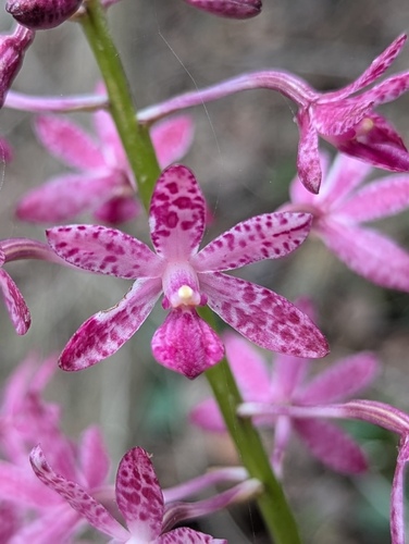 Dipodium punctatum (Blotched Hyacinth-Orchid) (alternate view 7)