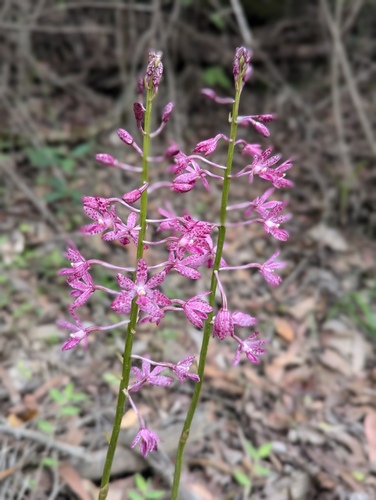 Dipodium punctatum (Blotched Hyacinth-Orchid) (alternate view 8)
