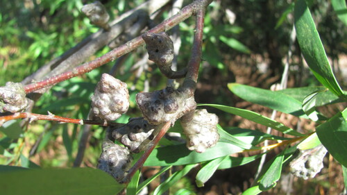 Hakea salicifolia (Willow-leaved hakea) (alternate view 8)