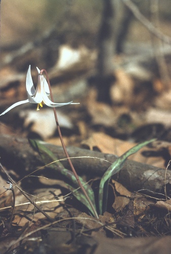 Erythronium albidum (white fawnlily) (alternate view 9)