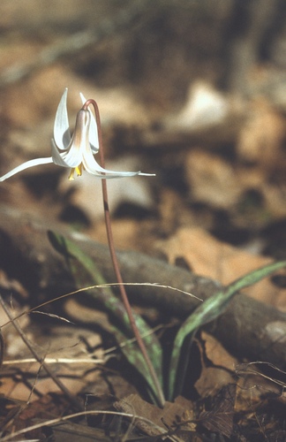 Erythronium albidum (white fawnlily) (alternate view 8)