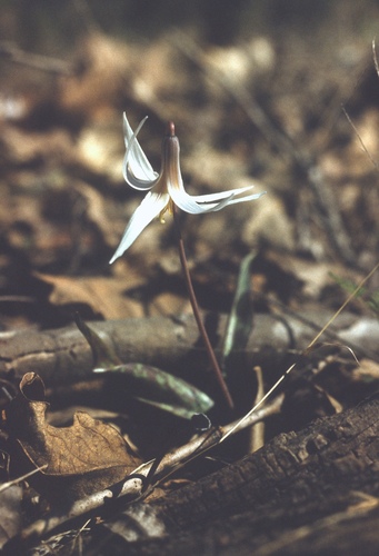 Erythronium albidum (white fawnlily) (alternate view 7)