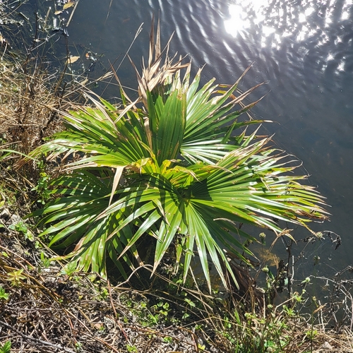 Livistona chinensis (Chinese Fan Palm)