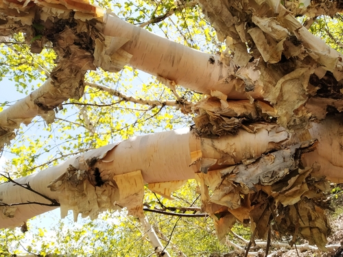 Betula utilis var. jacquemontii (White-barked Himalayan Birch)