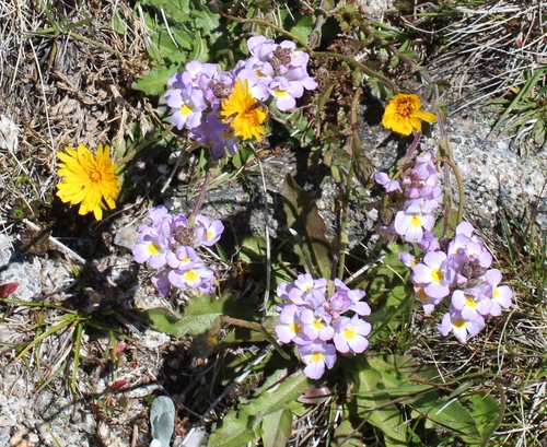 Euphrasia collina (purple eyebright) (alternate view 3)