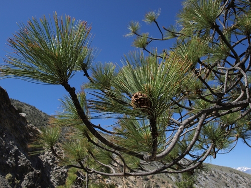 Pinus ponderosa (Ponderosa Pine) (alternate view 3)