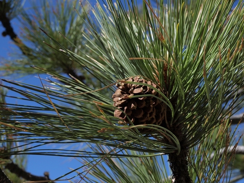 Pinus ponderosa (Ponderosa Pine) (alternate view 2)