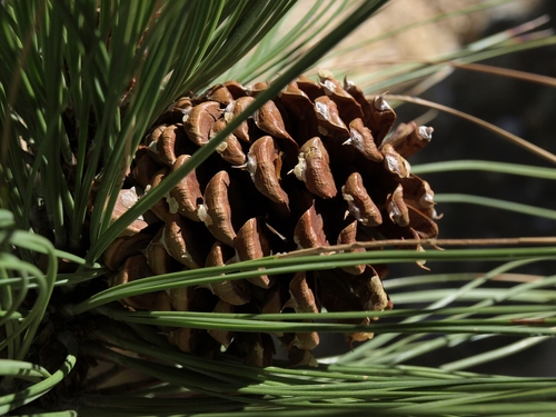 Pinus ponderosa (Ponderosa Pine)
