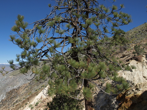Pinus ponderosa (Ponderosa Pine) (alternate view 4)