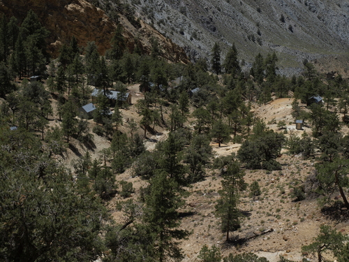 Pinus ponderosa (Ponderosa Pine) (alternate view 5)