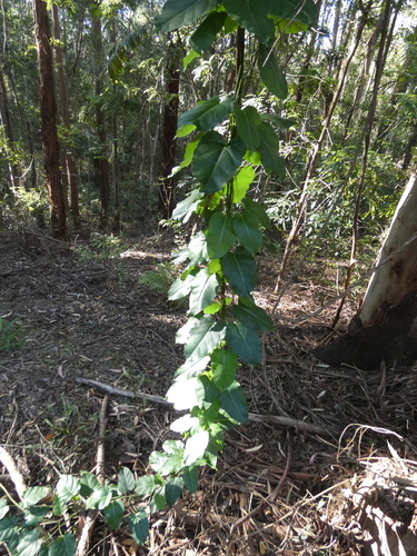Leichhardtia rostrata (Common Milk Vine) (alternate view 5)