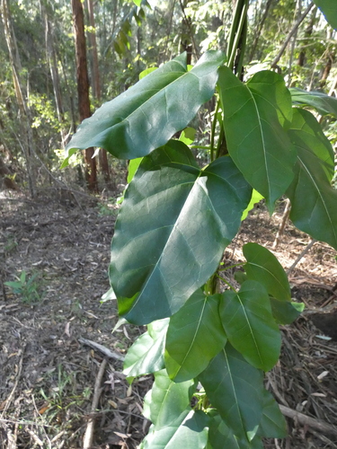 Leichhardtia rostrata (Common Milk Vine)