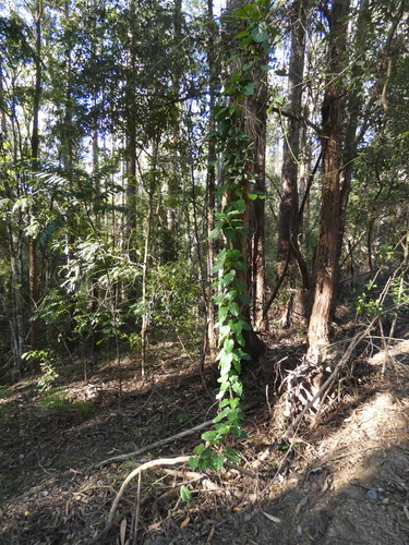 Leichhardtia rostrata (Common Milk Vine) (alternate view 4)