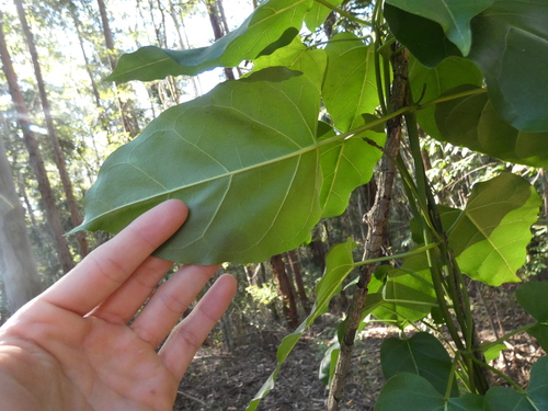 Leichhardtia rostrata (Common Milk Vine) (alternate view 3)