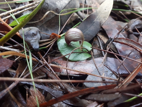 Corybas aconitiflorus (Spurred Helmet-orchid)