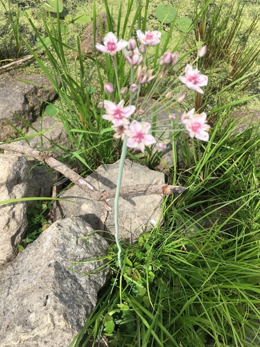 Butomus umbellatus (flowering rush) (alternate view 3)