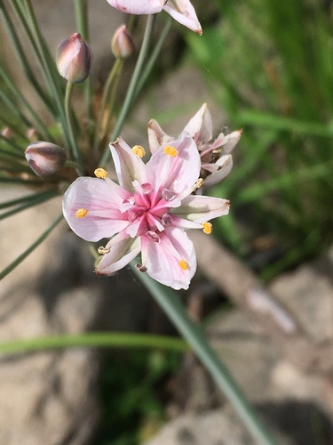 Butomus umbellatus (flowering rush)