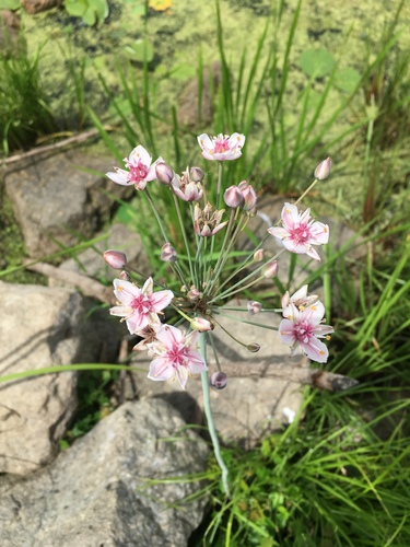 Butomus umbellatus (flowering rush) (alternate view 2)