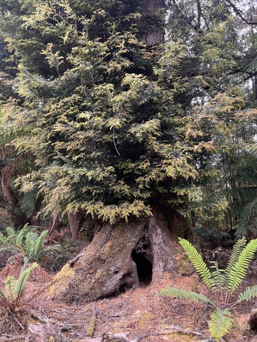 Nothofagus cunninghamii (Myrtle Beech) (alternate view 3)