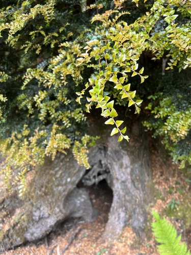 Nothofagus cunninghamii (Myrtle Beech) (alternate view 4)