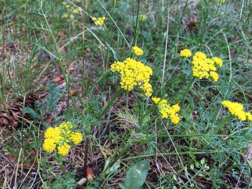 Lomatium utriculatum (Spring Gold Biscuitroot) (alternate view 4)