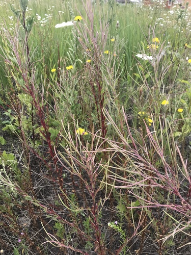 Epilobium tetragonum (Square-stemmed Willowherb)