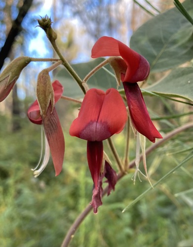 Kennedia rubicunda (Dusky coral pea) (alternate view 5)