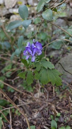 Aconitum carmichaelii (Azure Monkshood) (alternate view 2)