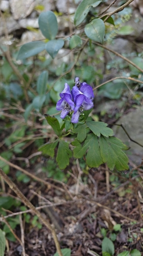 Aconitum carmichaelii (Azure Monkshood) (alternate view 3)