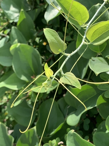 Smilax rotundifolia (roundleaf greenbrier)
