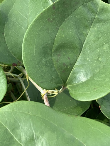 Smilax rotundifolia (roundleaf greenbrier)