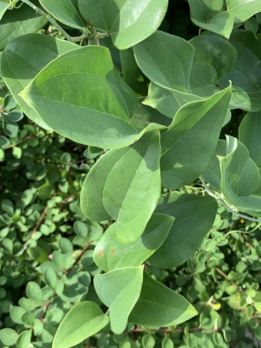 Smilax rotundifolia (roundleaf greenbrier)