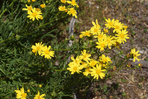 Senecio pinnatifolius (pinnate-leaved groundsel)