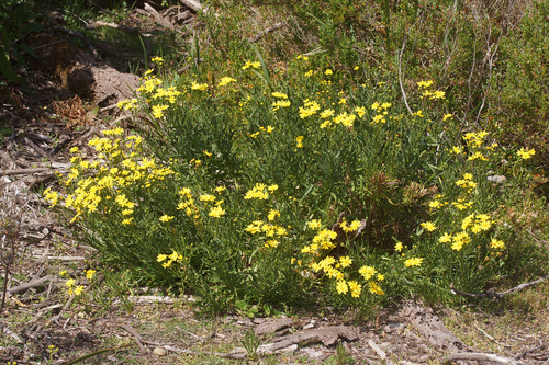 Senecio pinnatifolius (pinnate-leaved groundsel) (alternate view 2)