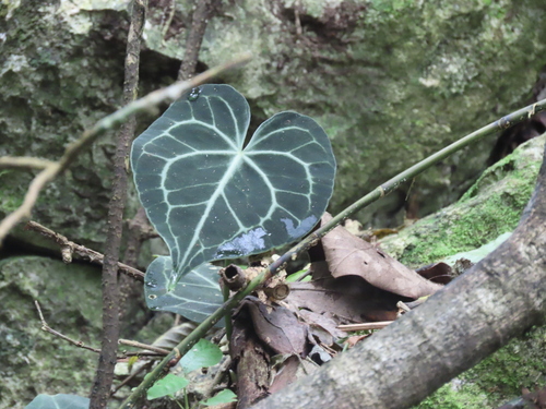 Anthurium clarinervium (Velvet Cardboard Anthurium)