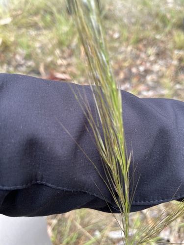 Austrostipa