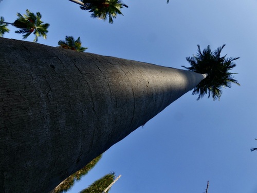 Ravenea rivularis (Majesty Palm)