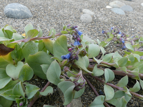 Mertensia (Bluebells) (alternate view 6)