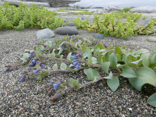 Mertensia (Bluebells) (alternate view 7)