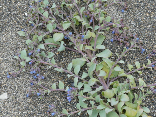 Mertensia (Bluebells) (alternate view 8)