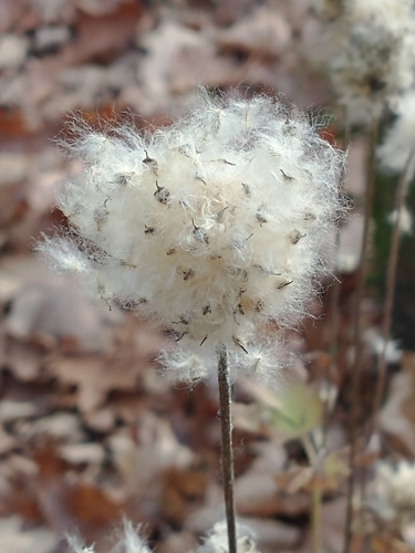 Anemone virginiana (tall thimbleweed) (alternate view 6)
