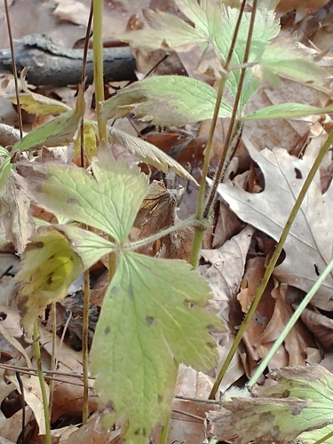 Anemone virginiana (tall thimbleweed) (alternate view 7)