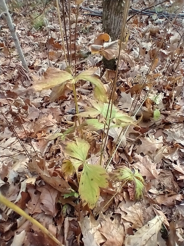 Anemone virginiana (tall thimbleweed) (alternate view 8)